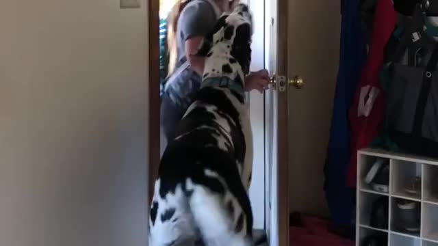 THE GREAT DANE Dog Video 120 - Great Dane Compilation - Tallest Dog in The World