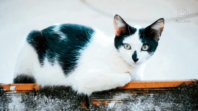 I confessed to the cat my feelings Watch her reaction