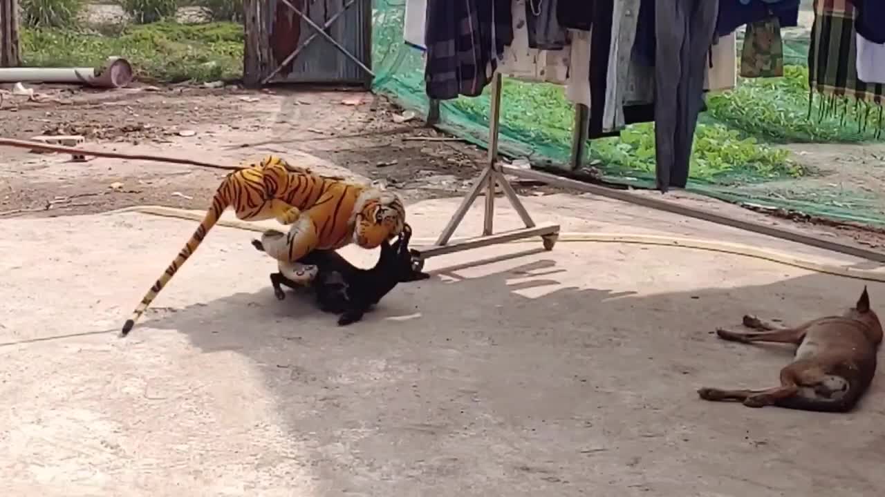 Fake tiger and 1Dog Reactions are so funny