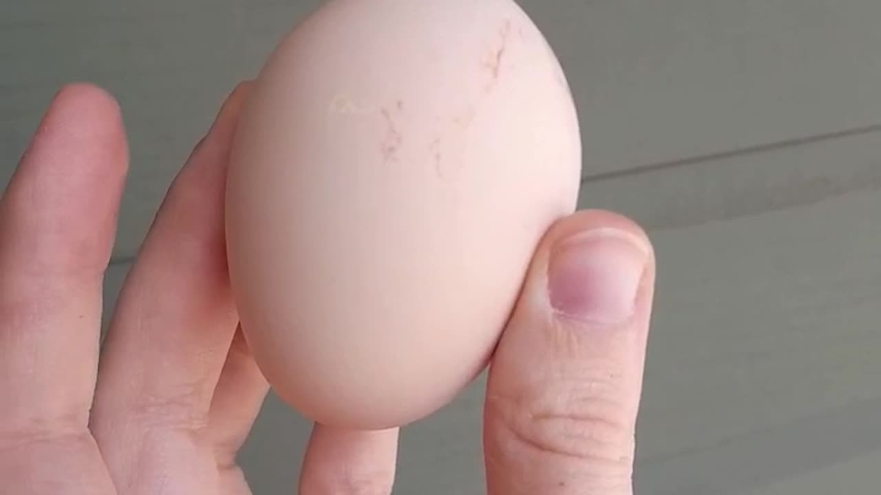 A Hen's First Egg