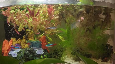 Aquascape Adventure: Your Input Needed!!!