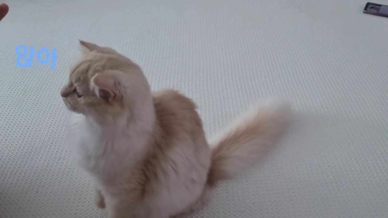 Cutest Cat Ever😍!!