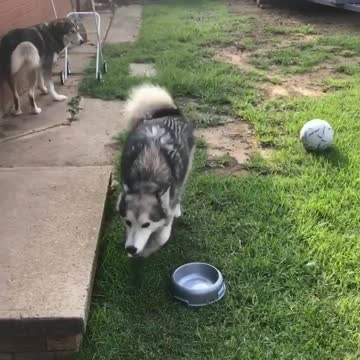 Sassy dog hilariously reacts to a ball being kicked at her