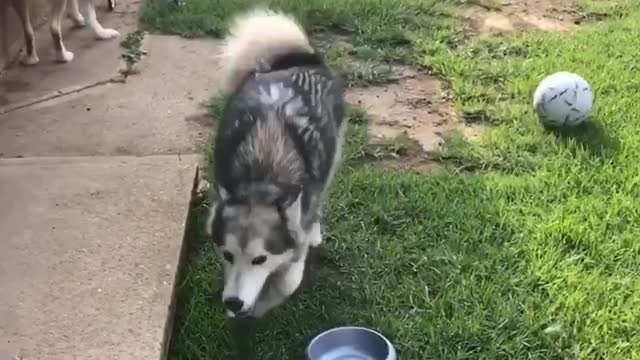 Sassy dog hilariously reacts to a ball being kicked at her