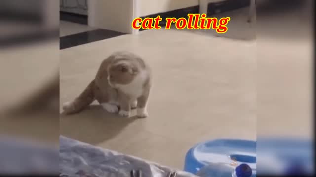Cat baby rolling