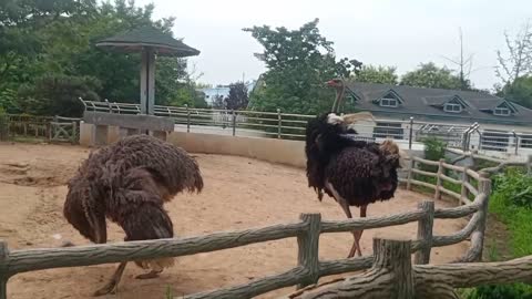 This ostrich walks out of noble steps