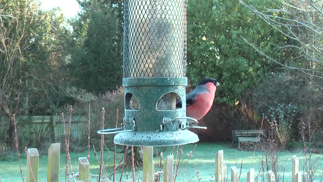 birds singing in mother nature's universe