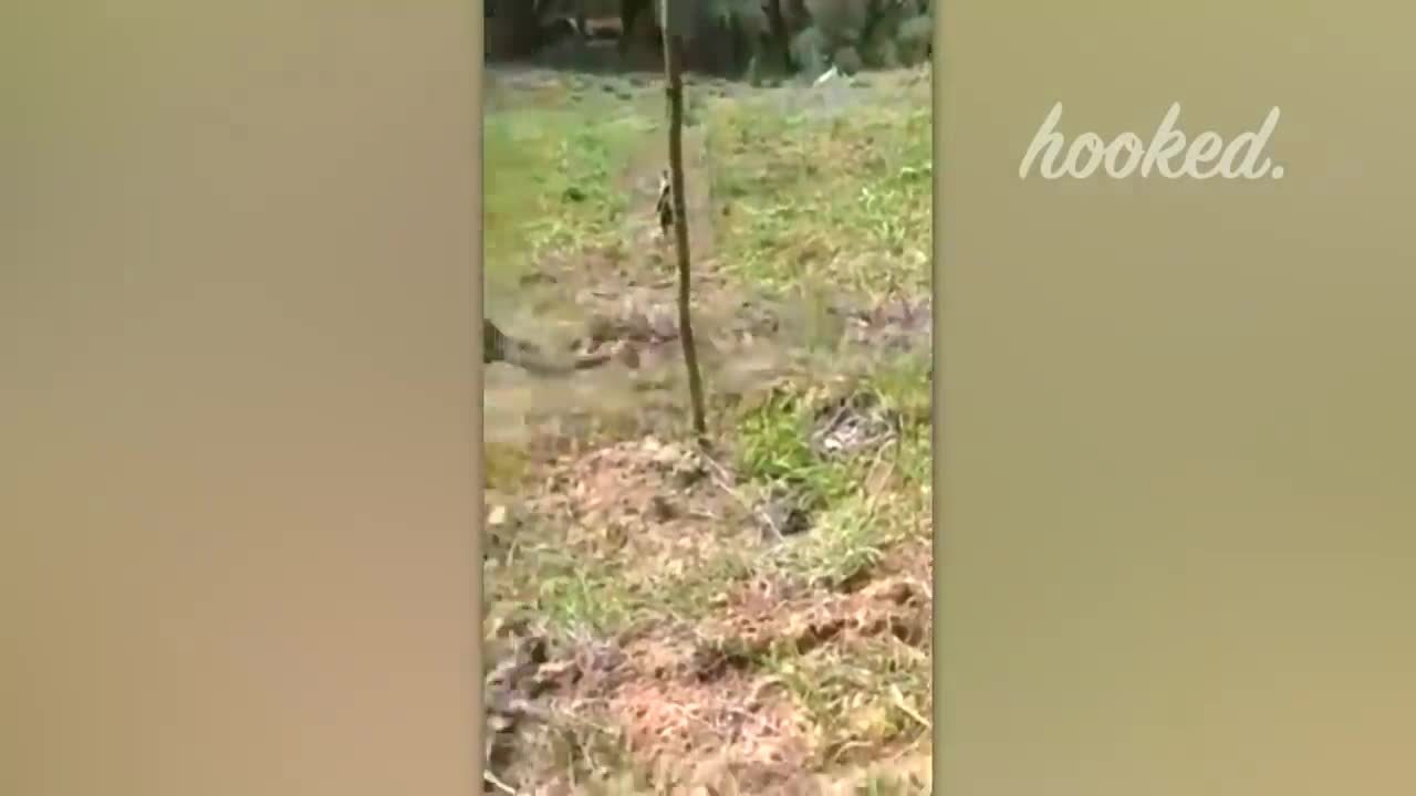 A dog is taught a lesson by an Iguana_ a fish eating bird skillfully uses a bait to catch fish