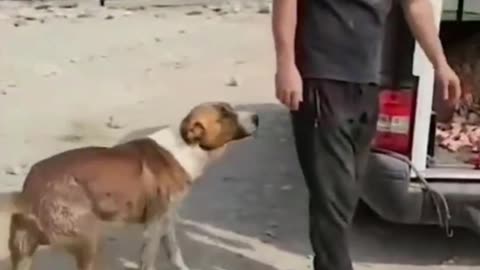 The heartbreaking gratitude of a stray dog thanking a man for giving him food.