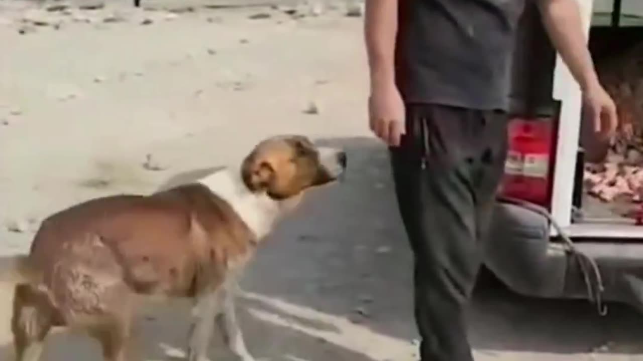 The heartbreaking gratitude of a stray dog thanking a man for giving him food.