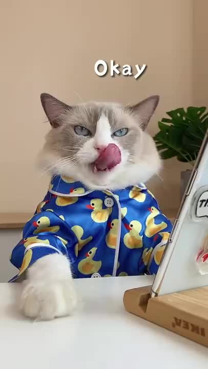 Oohh no very funny cat status video 🥰😃😃🤭🤭 watch end