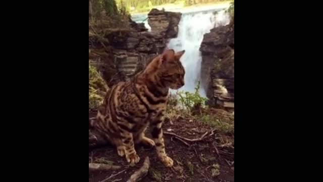 cat under waterfall