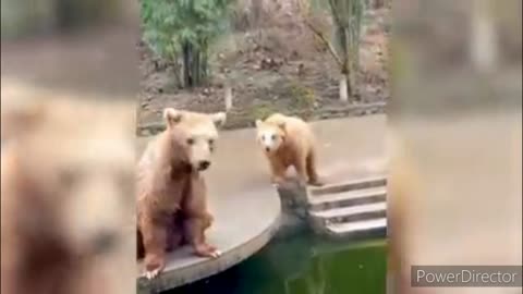 Funniest cats video 2022. #45