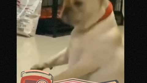 Very funny dog.