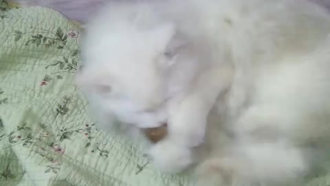 Big Male White Cat Plays With Balls Like A Baby