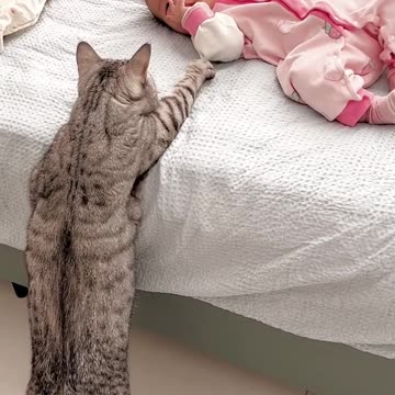 Smart cat checking on baby sister..so cute