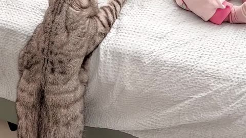 Smart cat checking on baby sister..so cute