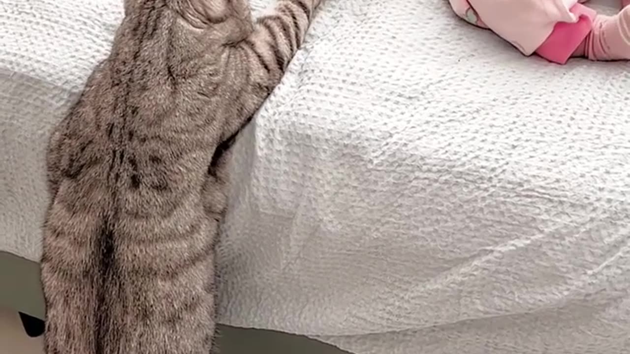 Smart cat checking on baby sister..so cute