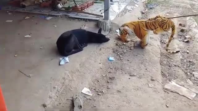 Dog funny video