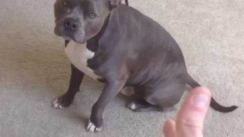 Pit Bull Plays Dead