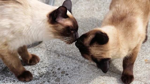 Siamese cat