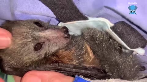 Baby flying-foxes in care; Maggie with Negroni and Benji.mp4