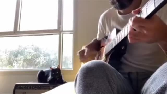 Singing cat