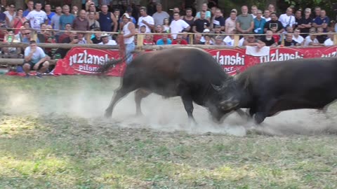 Zeko Malj od Alibašića vs Cvijan od Pirića Stražbenica 2024