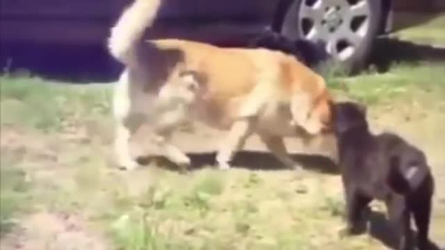 Animals memes 12
