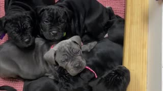 Waking Up to a Cute Litter of Puppies