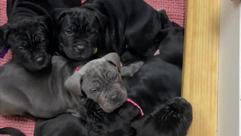 Waking Up to a Cute Litter of Puppies