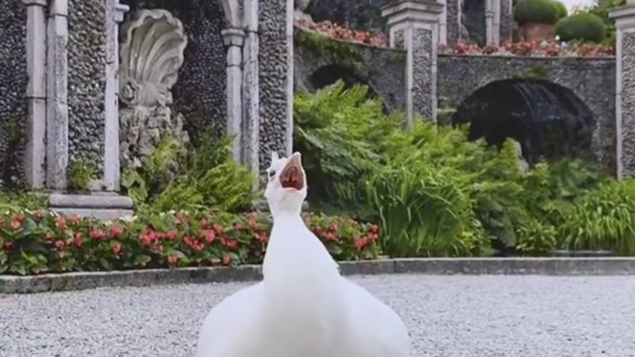 Combination of nature and archtitecture | Isola Bella, Lake Maggiore, Italy