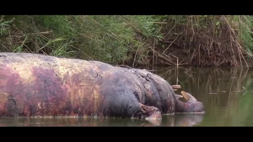 Is this a big pig?