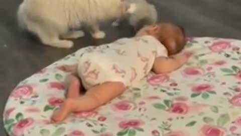 Mama cat wants her kitten to be friends with human baby
