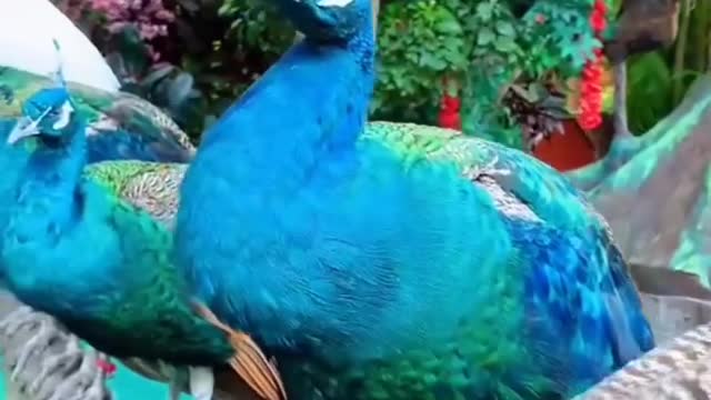 beautiful peacock