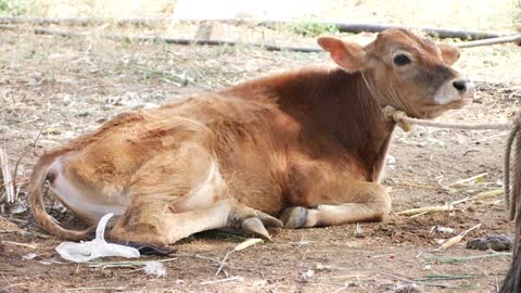 Close shot of a cow with rope tied around the neck, View of a brown cow