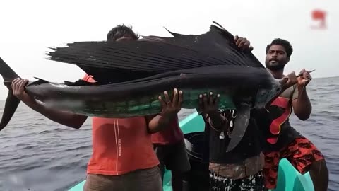 Megalodon Sighting CONFIRMED By Marine Biologists