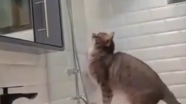 Try not to Laugh | The craziest yet cutest cat