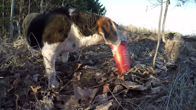 Codicioso beagle roba la taza de café de la camioneta familiar