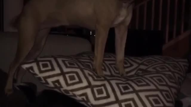 Brown dog covering black dog with pillow