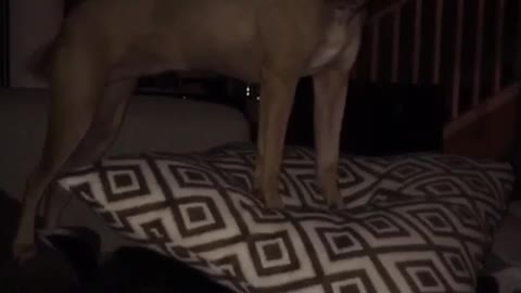Brown dog covering black dog with pillow
