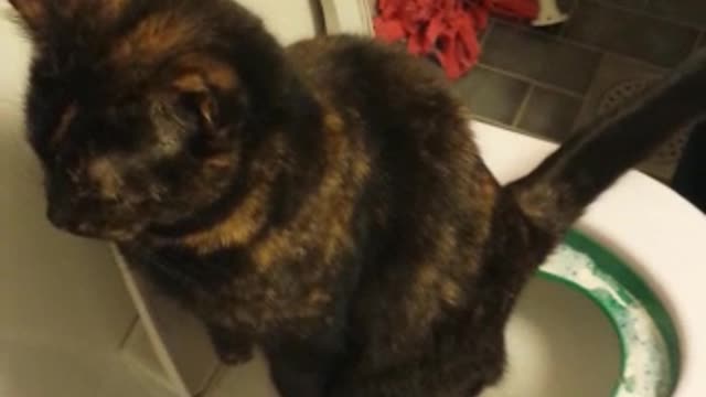 Black cat using the restroom