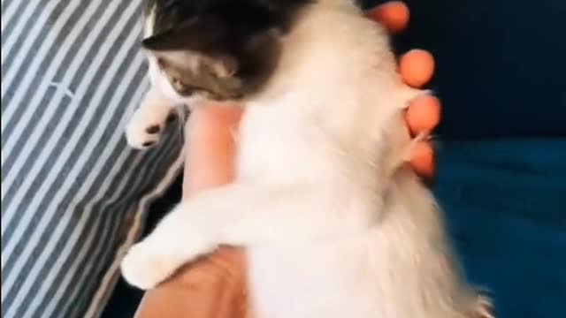 Ben Meow's setting is to love forever x