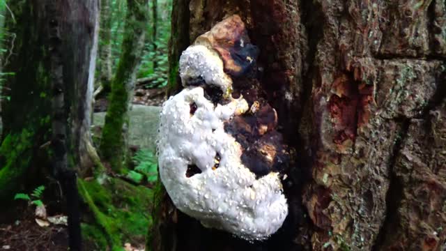 Chaga Mushroom