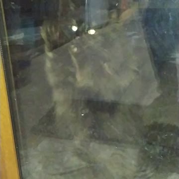 Cat knocks in the door