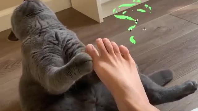 too kitty after sniffing its owner's foot