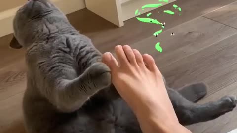 too kitty after sniffing its owner's foot