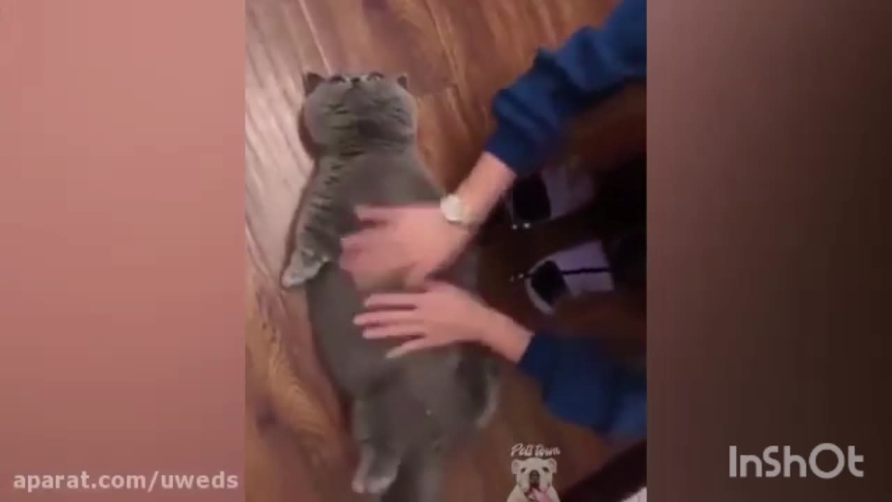 Petting the cat is the reaction of the cat