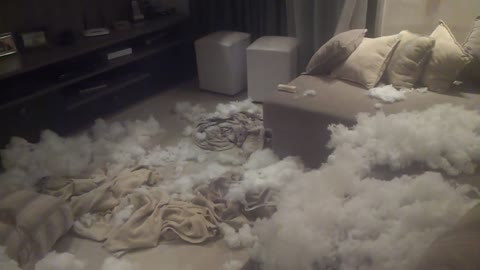 Beagle Makes a Big Mess