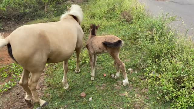 Horse Playing with Baby Horse